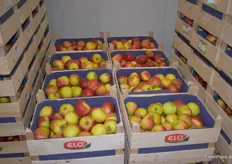 Äpfel der Erzeugergroßmarkt Langförden-Oldenburg eG